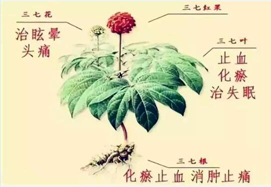 三七圖片2